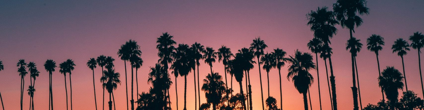 palm trees at sunset